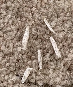 Carpet Moth