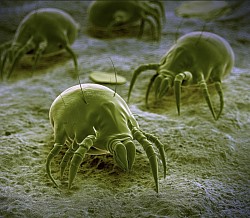 Dust Mites