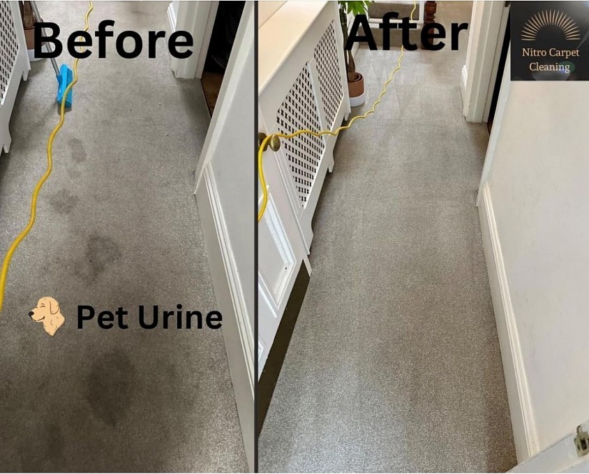 Plymouth Pet Urine Removal Carpet Cleaning Specialist Before & After Photo