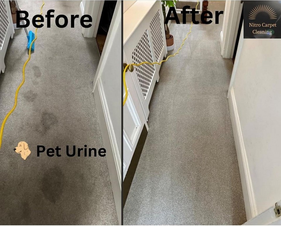 Pet Urine Removal Carpet Cleaning Before And After Photo from Elburton